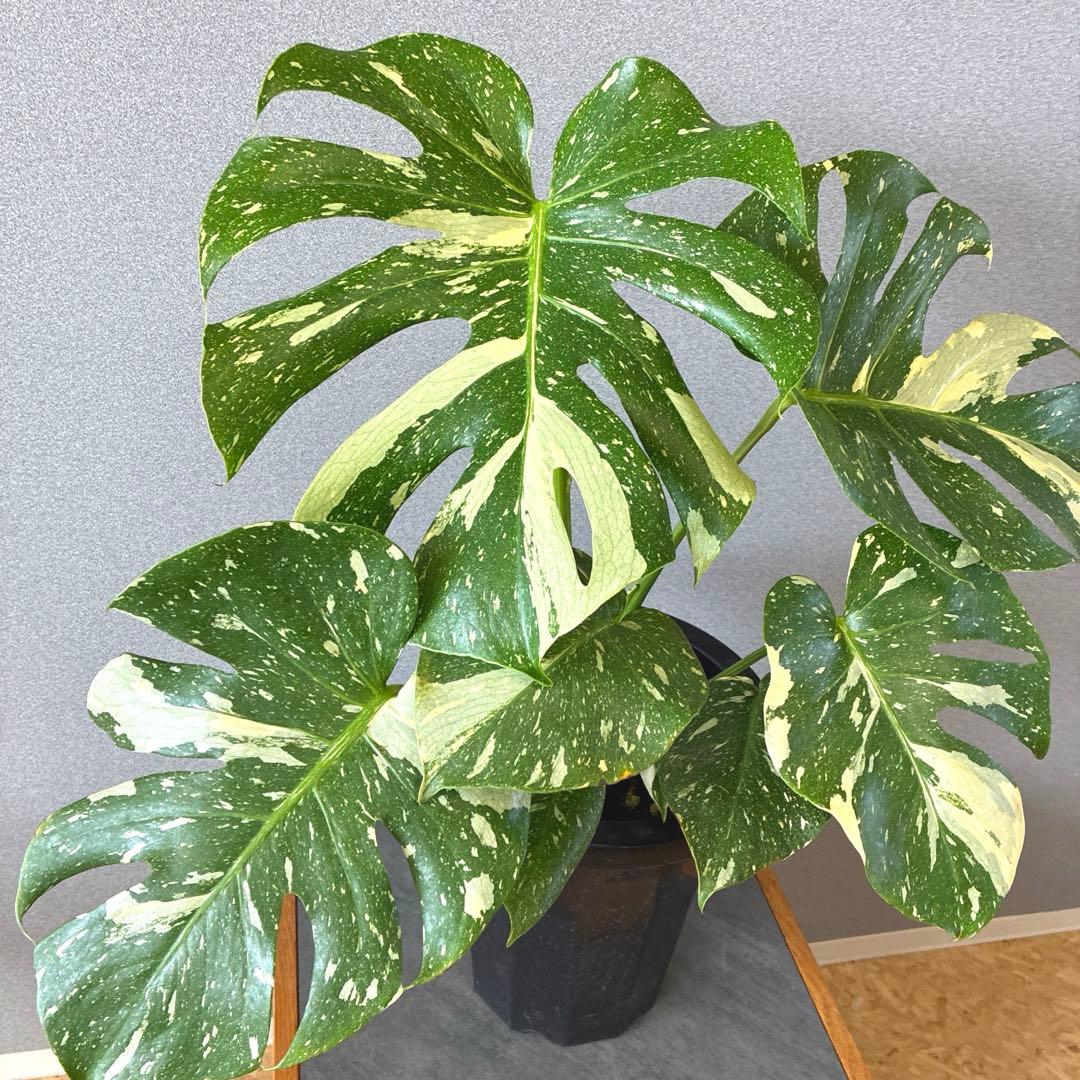 超希少❗️美株❗️サイズ大❗️モンステラ　タイコンステレーション✨