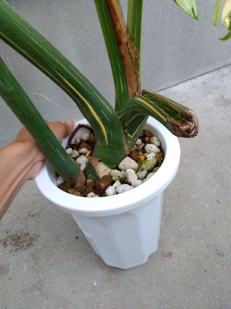 モンステラ　デリシオーサ　タイコンステレーション　斑入り　７号鉢つき　超大葉❗③