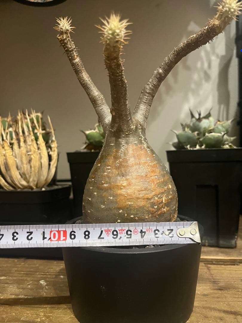 塊根植物 グラキリス　発根済み