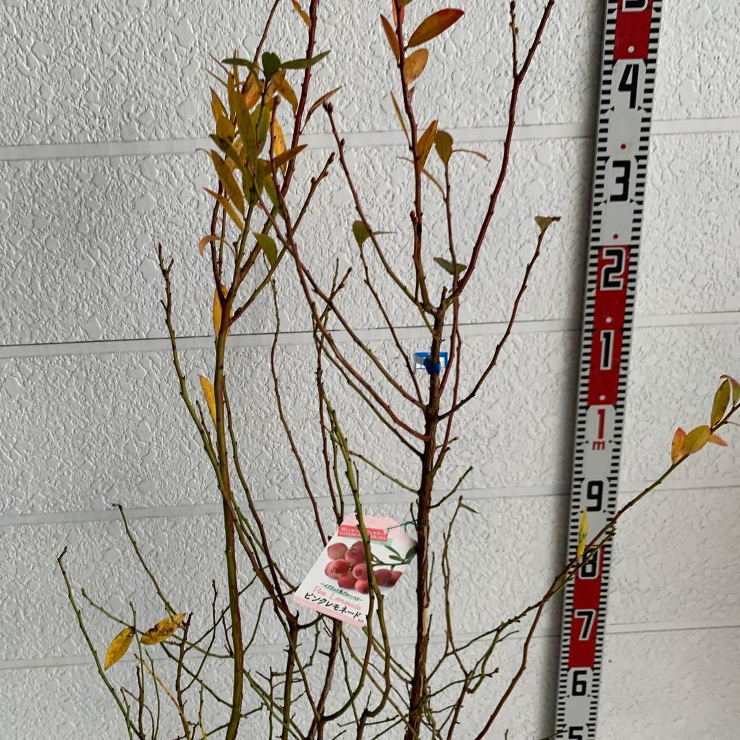 ピンクの実　ブルーベリー　ピンクレモネード　苗木/果樹苗/果物　85