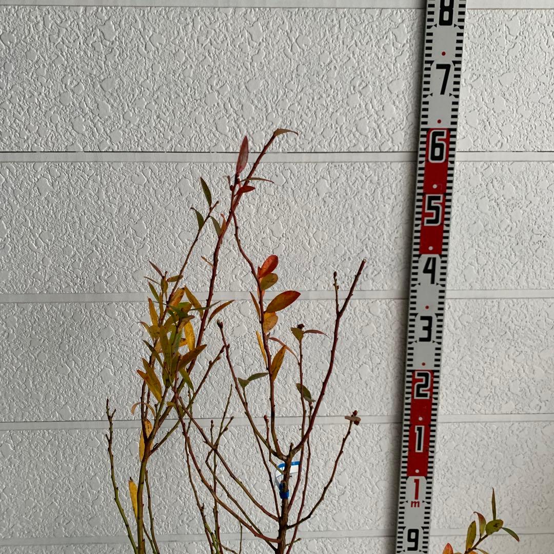 ピンクの実　ブルーベリー　ピンクレモネード　苗木/果樹苗/果物　85