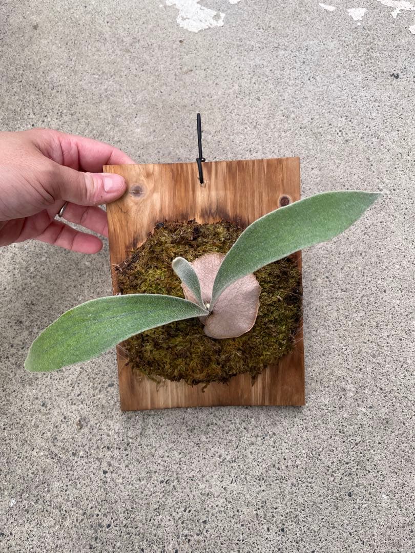 taka　ビカクシダ　veitchii wild 子株　ベイチー　ワイルド