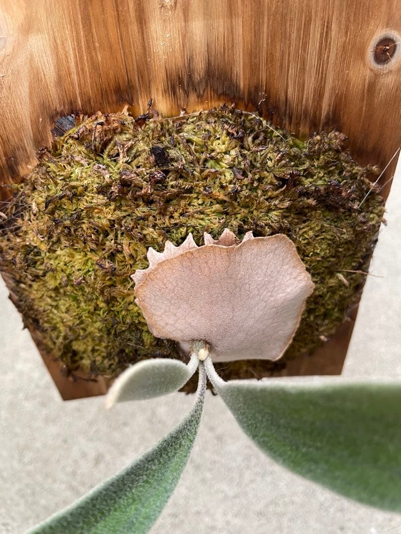 taka　ビカクシダ　veitchii wild 子株　ベイチー　ワイルド