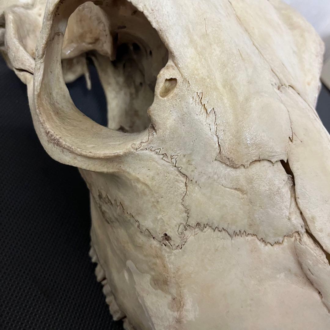 希少品 ヴィンテージ　ビッグサイズ　スカルヘッド　バッファロースカル