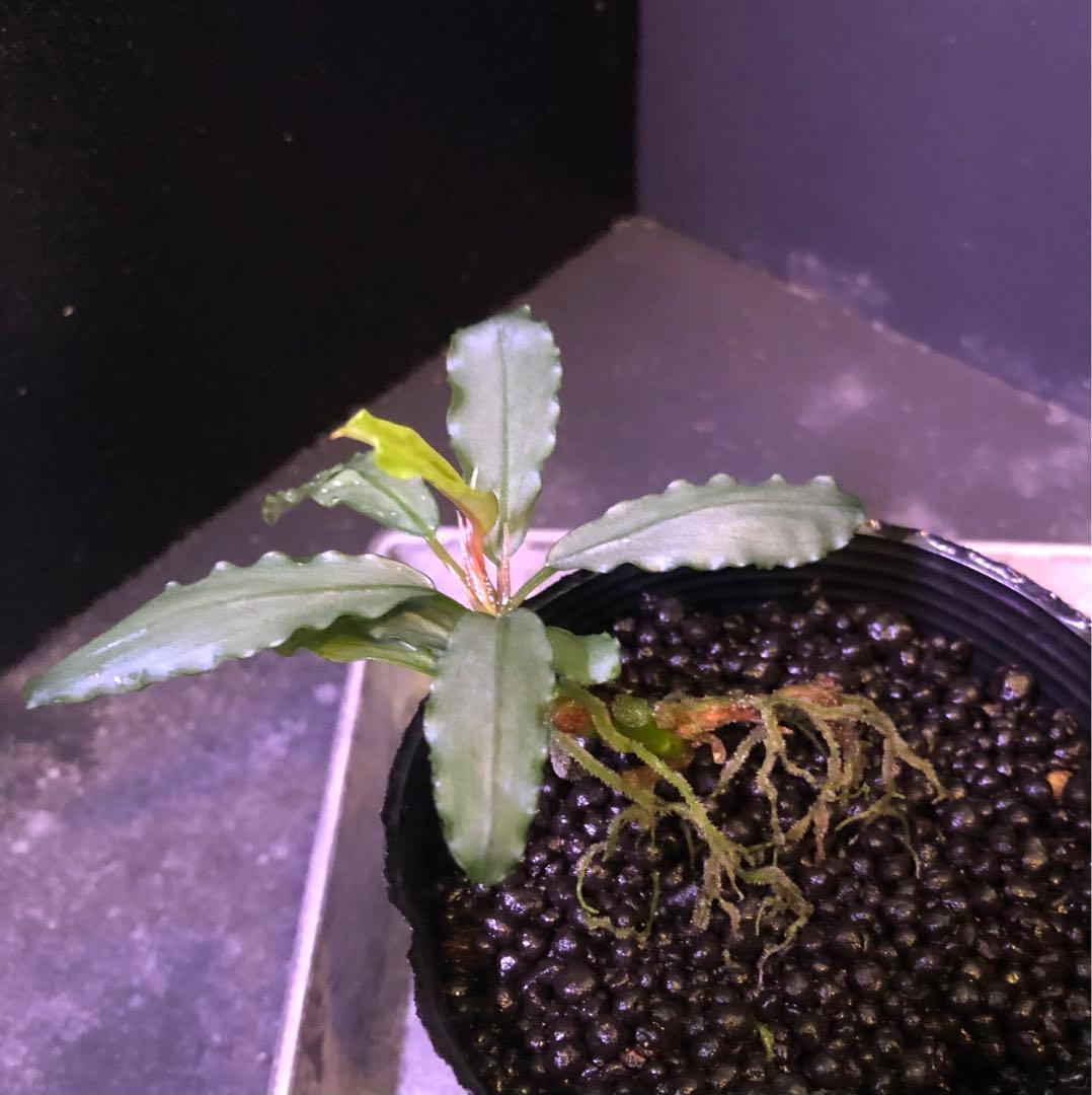 陰性水草の王様的存在【ブセファランドラ】Aurora KN便