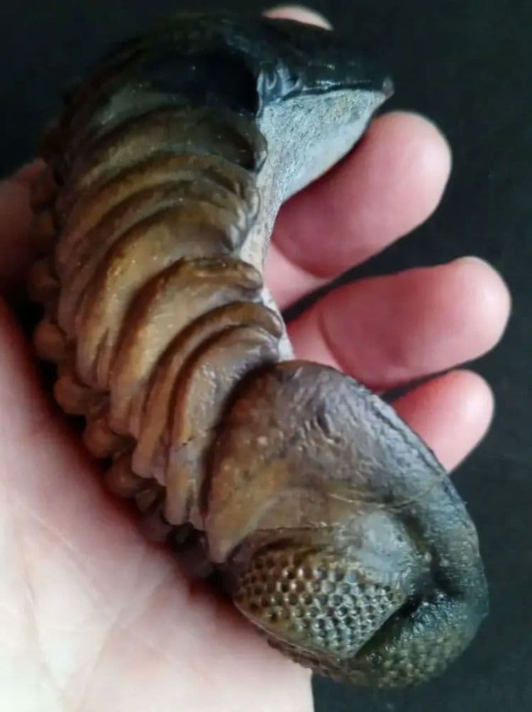 ジャイアントファコプス　超大型種　極美麗　ハイポストーマ有り　極めて希少　特級