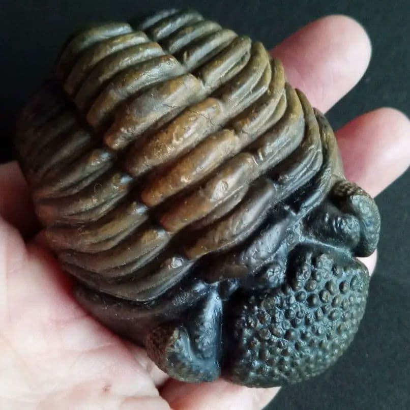 ジャイアントファコプス　超大型種　極美麗　ハイポストーマ有り　極めて希少　特級