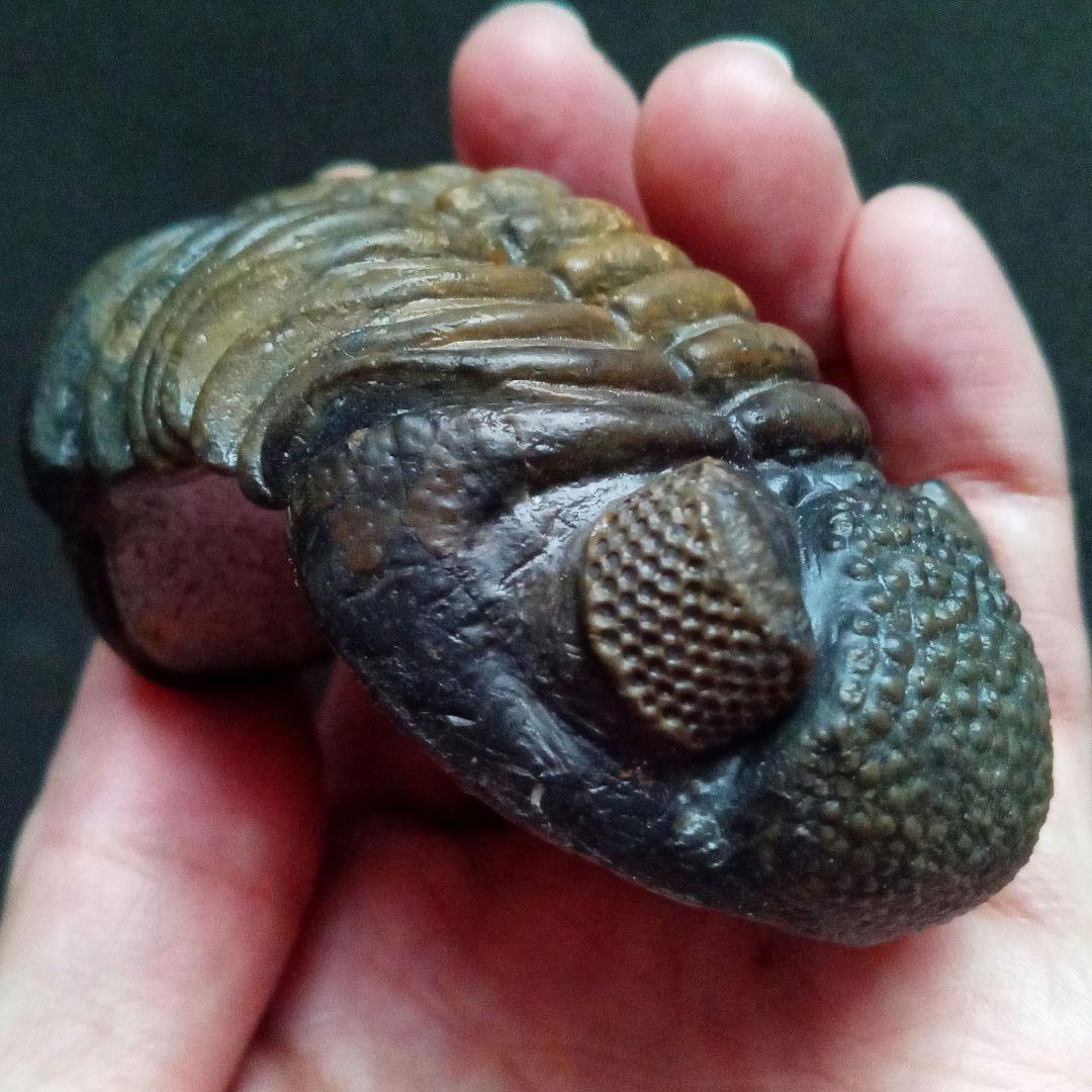 ジャイアントファコプス　超大型種　極美麗　ハイポストーマ有り　極めて希少　特級