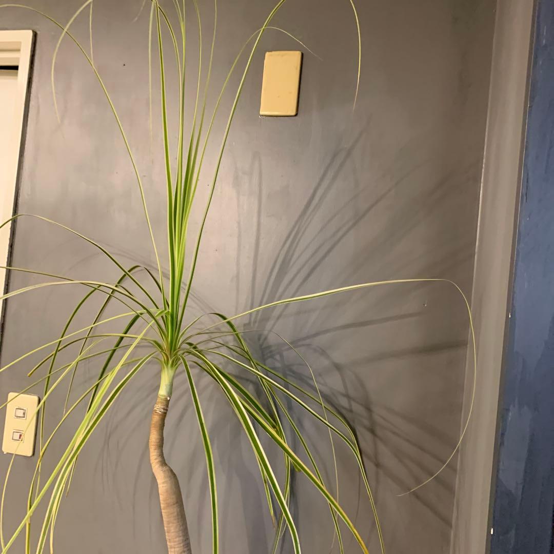 希少 斑入 トックリラン ノリナ ポニーテール 3