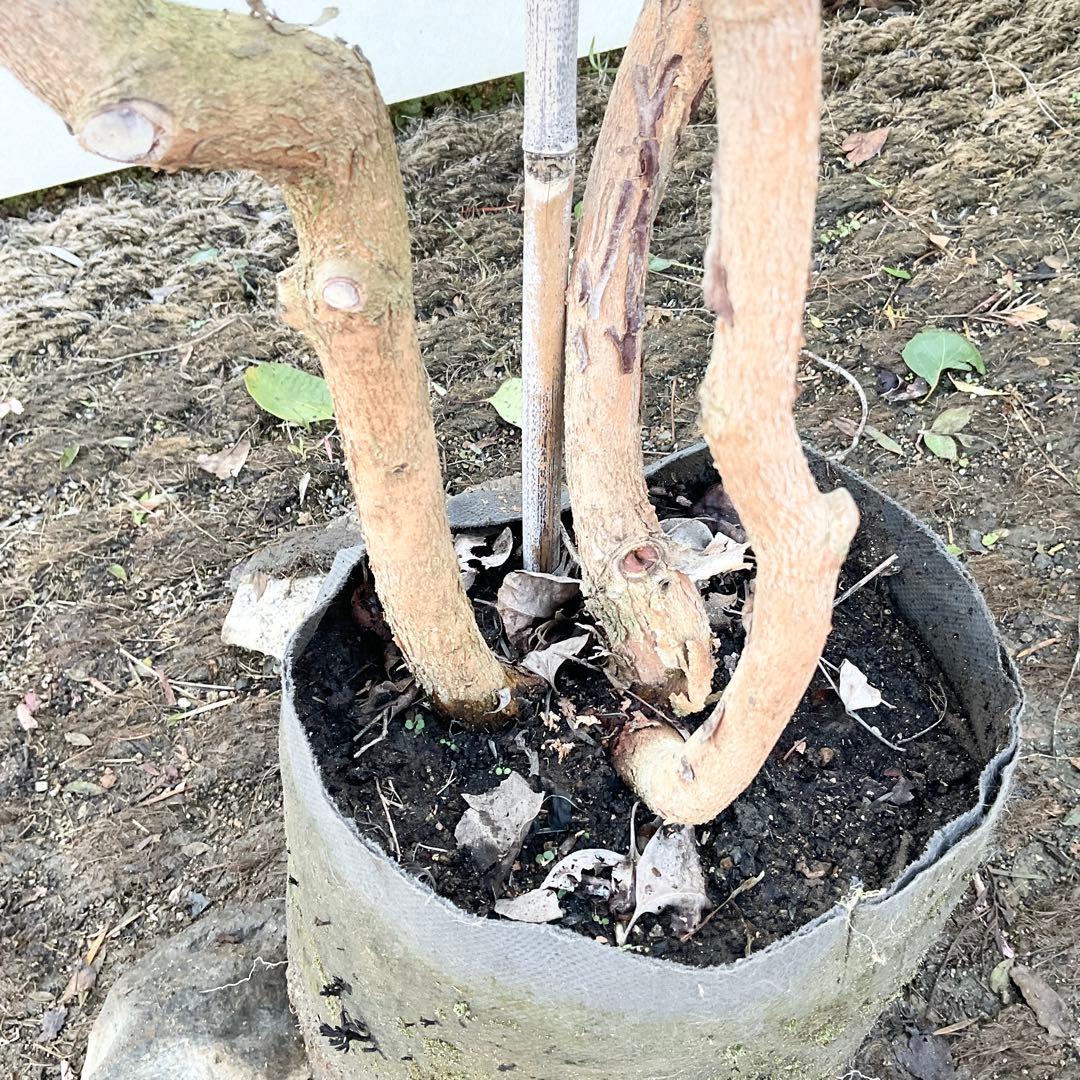 ポポラス　株立ち　/ 729