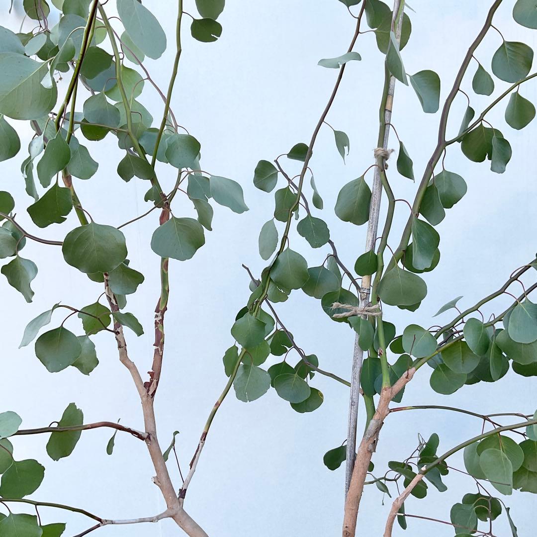 ポポラス　株立ち　/ 729