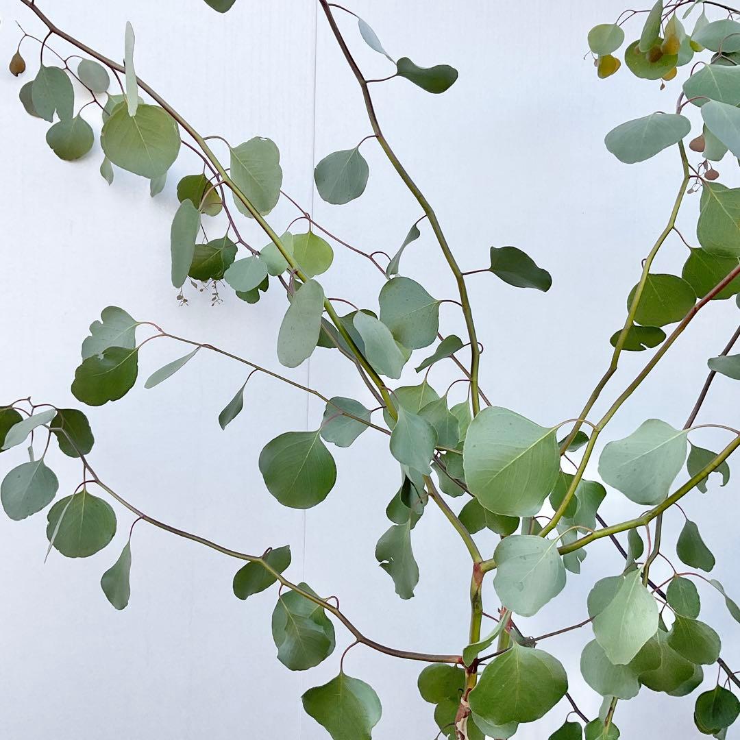 ポポラス　株立ち　/ 729