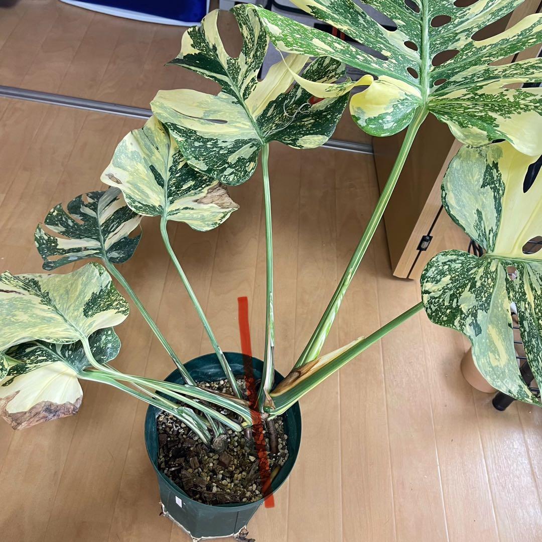 モンステラ　デリシオーサ　クリームブリュレ　クレームブリュレ