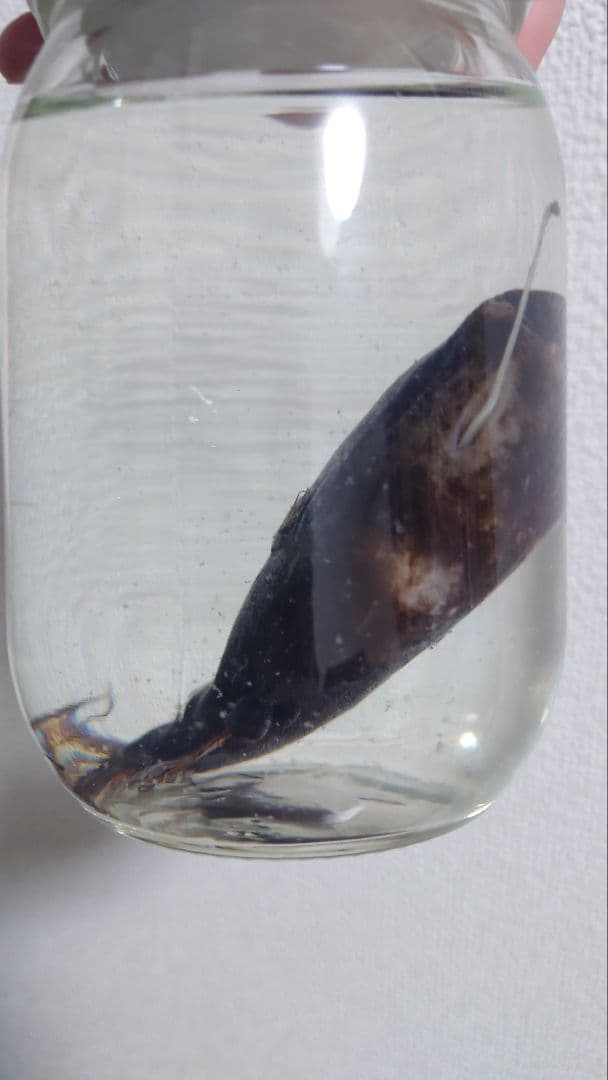 【激レア】ミツクリエナガチョウチンアンコウ♀ ホルマリン標本