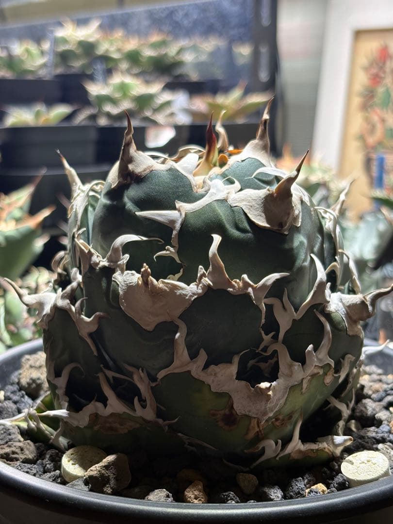 アガベチタノタ　白鯨　lize血統　大株