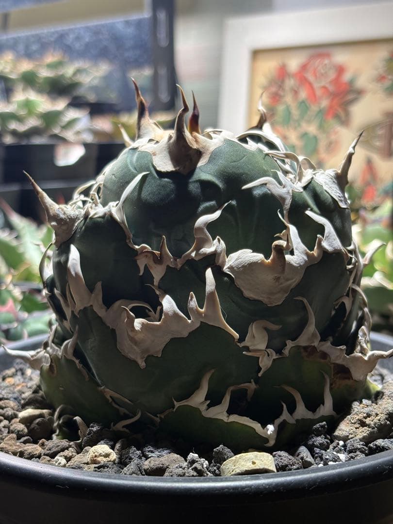 アガベチタノタ　白鯨　lize血統　大株