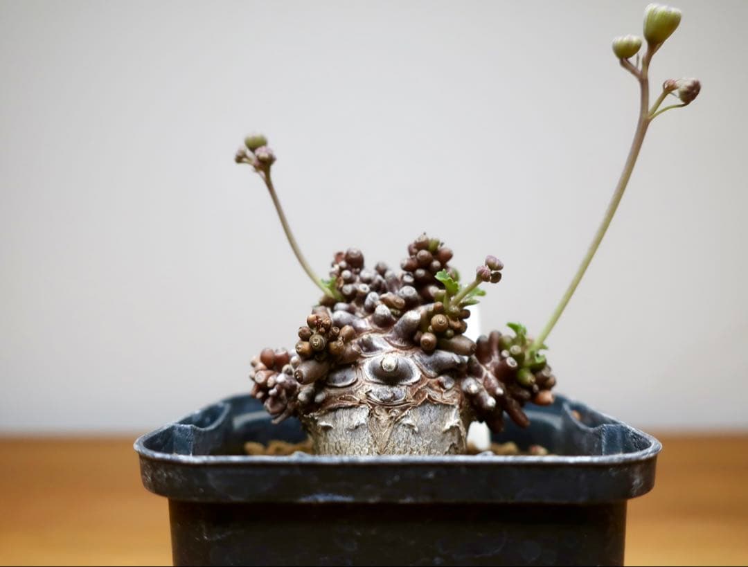 コレクション 現地株 オトンナ アルミアナ 管理5年目②