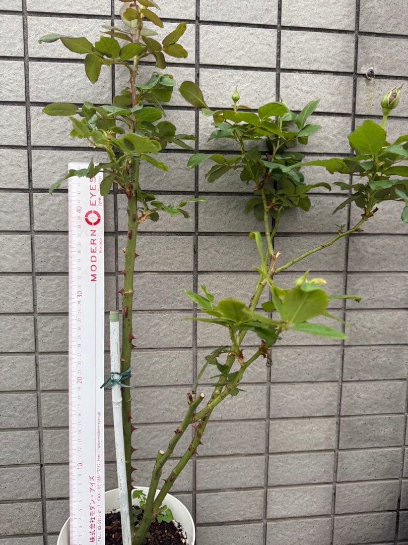 カッコイイ薔薇