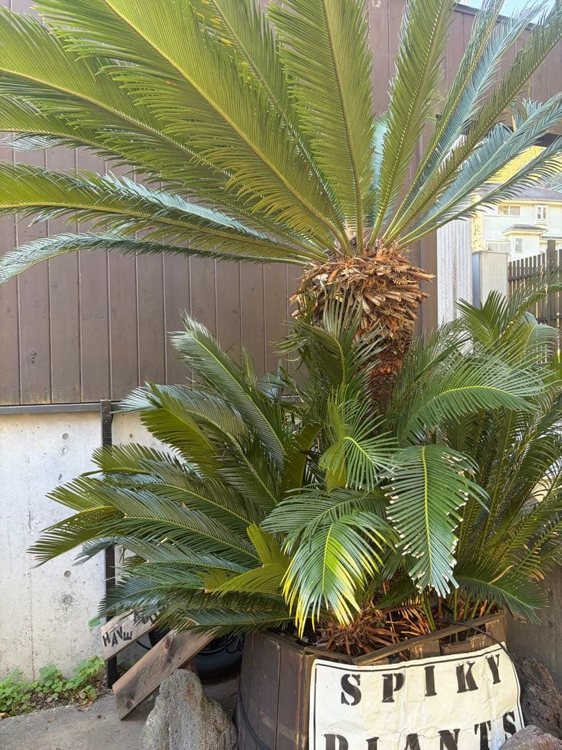 引き取りのみソテツ大株◇ドライガーデン南国リゾート島アガベ ユッカ　ヤシ西海岸