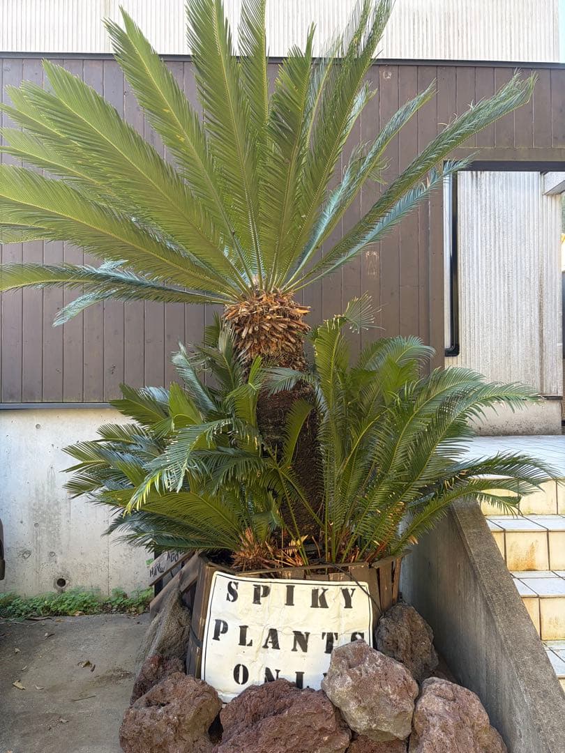 引き取りのみソテツ大株◇ドライガーデン南国リゾート島アガベ ユッカ　ヤシ西海岸