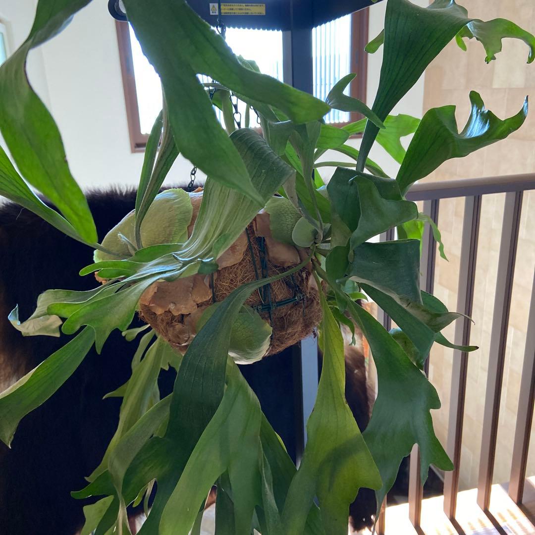 ビカクシダ 吊り鉢 大きめ 緑色