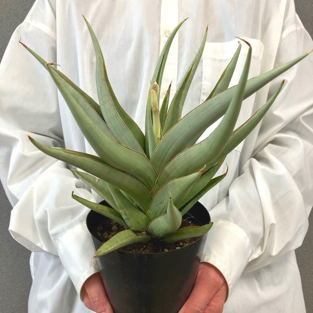 超絶希少❗️サンスベリア　バイビット✨