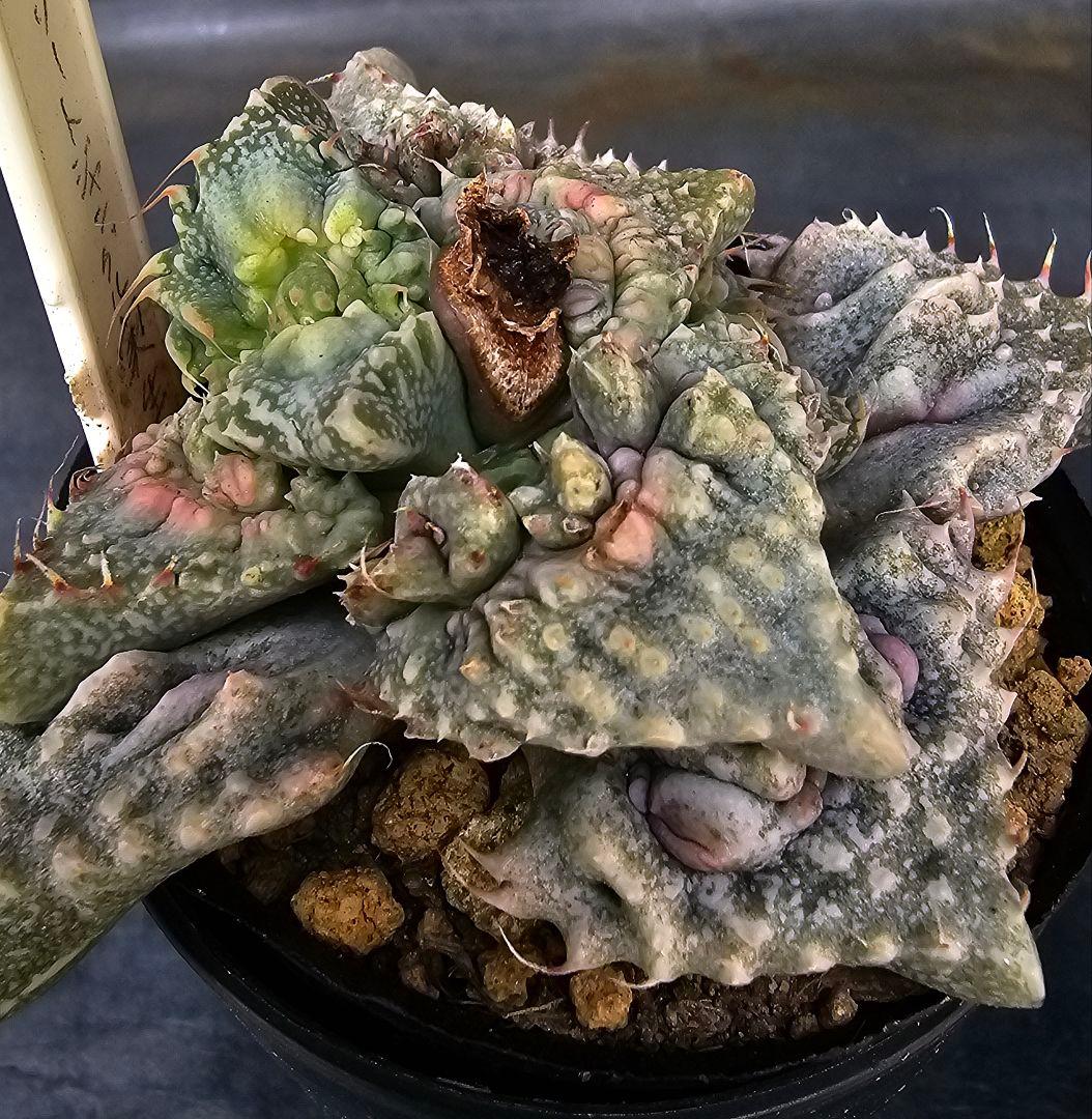 メルカリ便発送&ロウルサンコさんラベル付き☆フォーカリア コンクリートジャングル