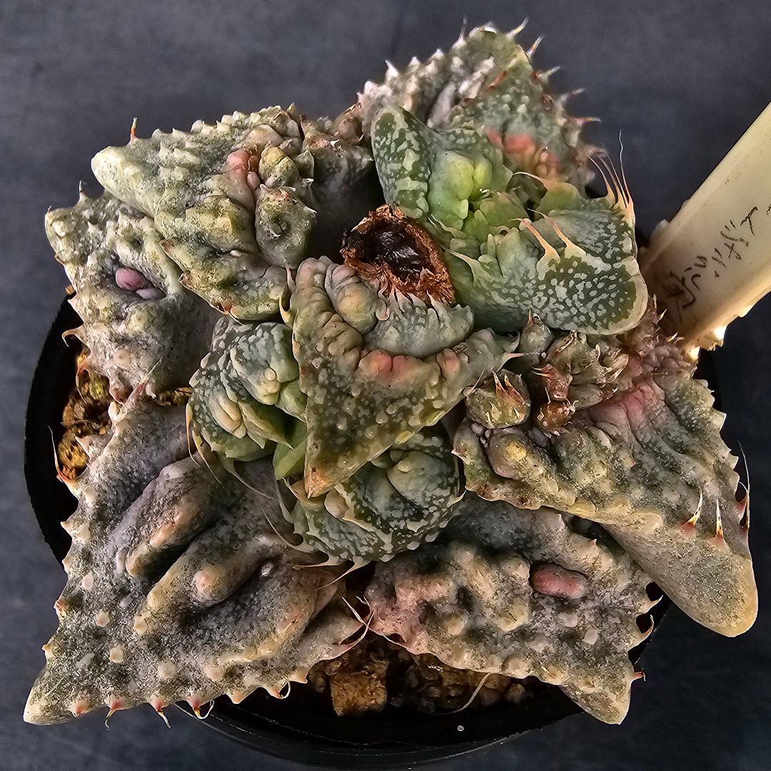 メルカリ便発送&ロウルサンコさんラベル付き☆フォーカリア コンクリートジャングル