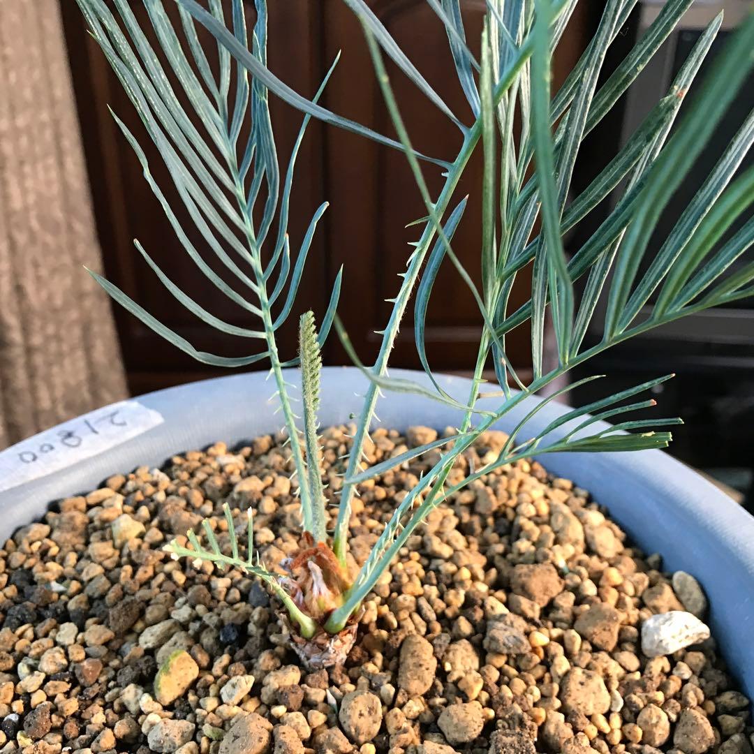 サイカスカイルンシアナ、オーストラリア原産、希少品種