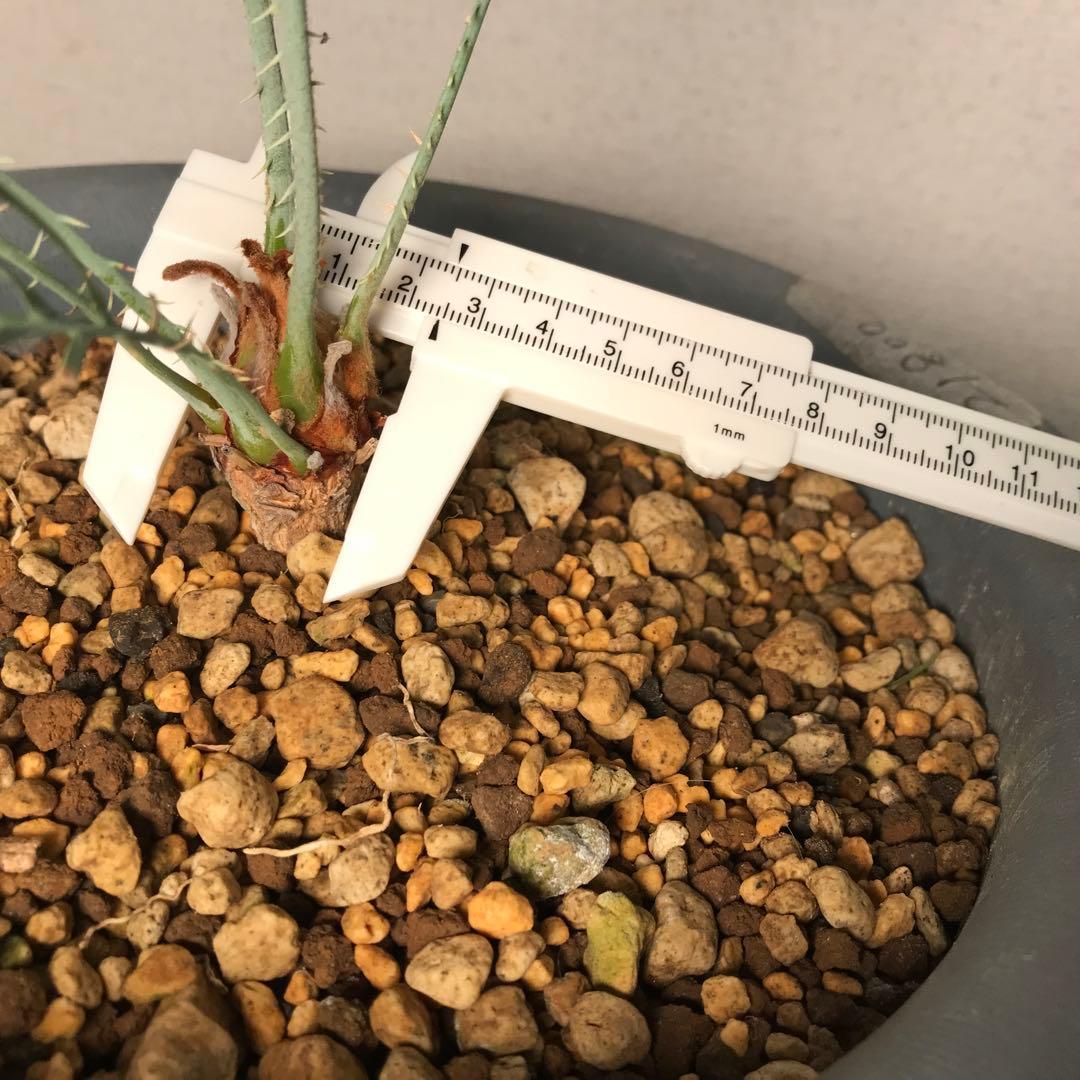 サイカスカイルンシアナ、オーストラリア原産、希少品種