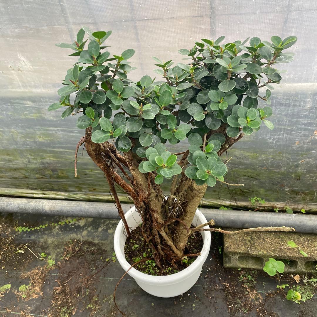 パンダガジュマル　コパンダ接木　10号リン鉢