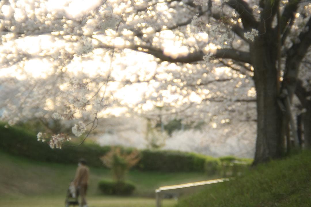 整備済】 Canon AE-1 FD 50mm F1.4 SSC 他望遠等｜25