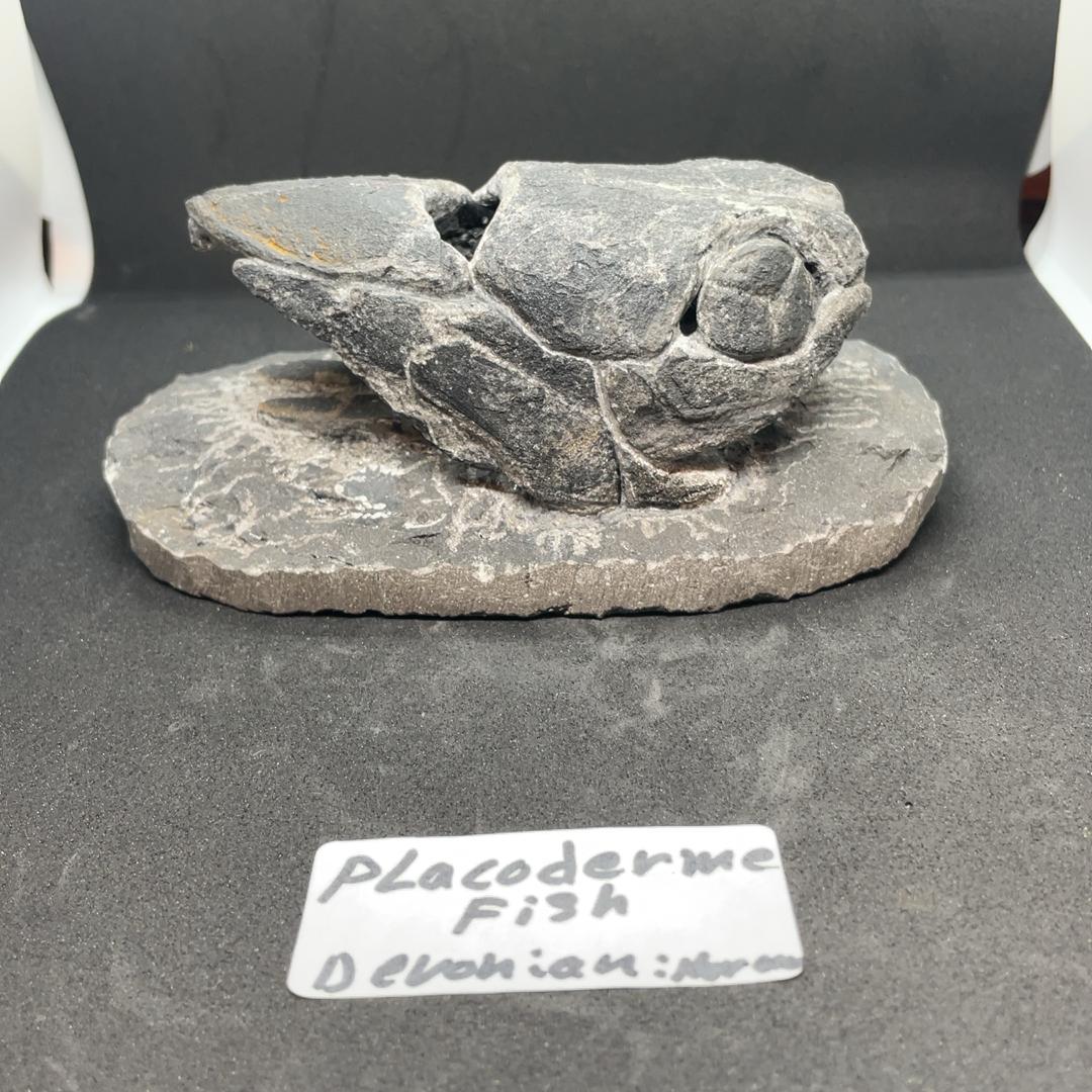 エンセオステウス　placoderm fish　化石 おまけ付き