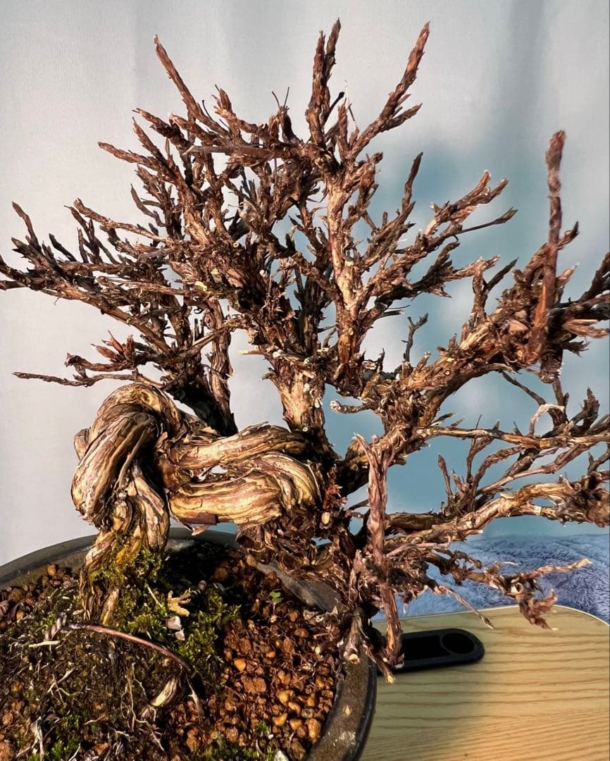 金露梅　キンロバイ　希少　珍しい木