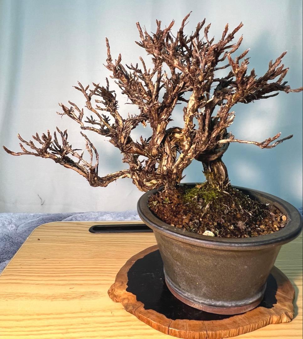 金露梅　キンロバイ　希少　珍しい木