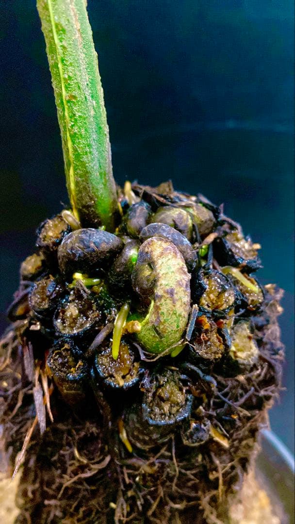 激レア！　巨大株　アマミシダ　奄美大島固有種　現地採集株