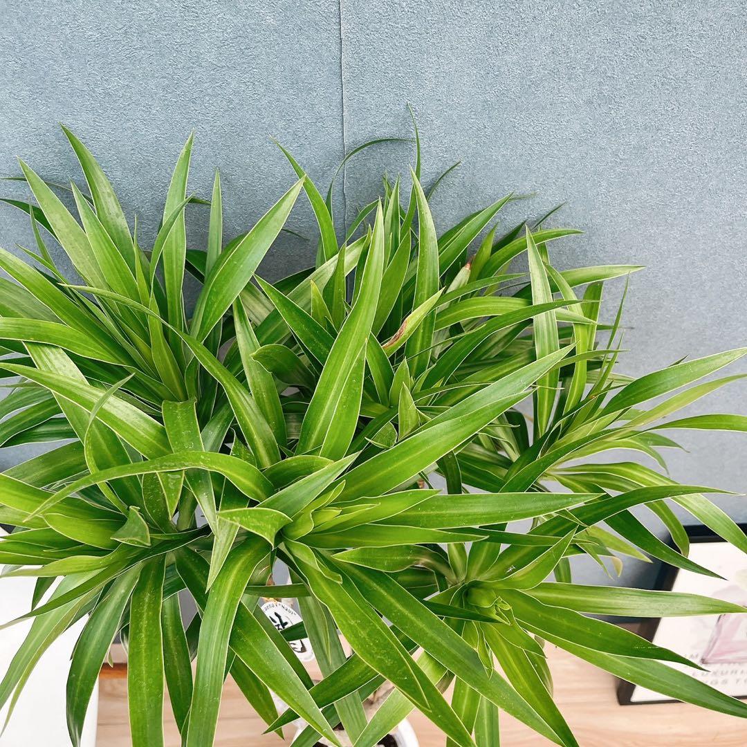 ［現品］【希少】2番　ドラセナ　ナビー　龍　7号　観葉植物　大型　室内　レア