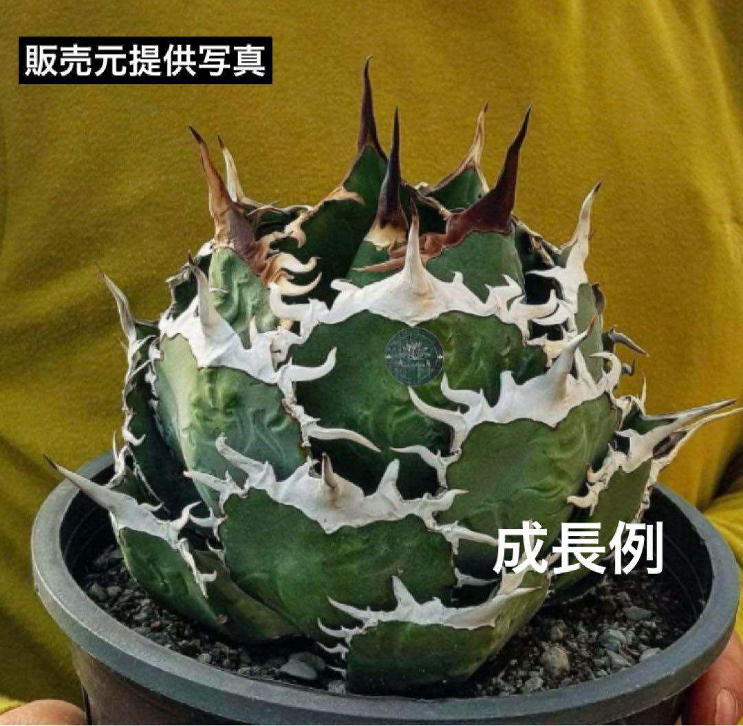 K*i様 【初売りオークション】71 REZA産　特選　長棘　アガベ　TARAN