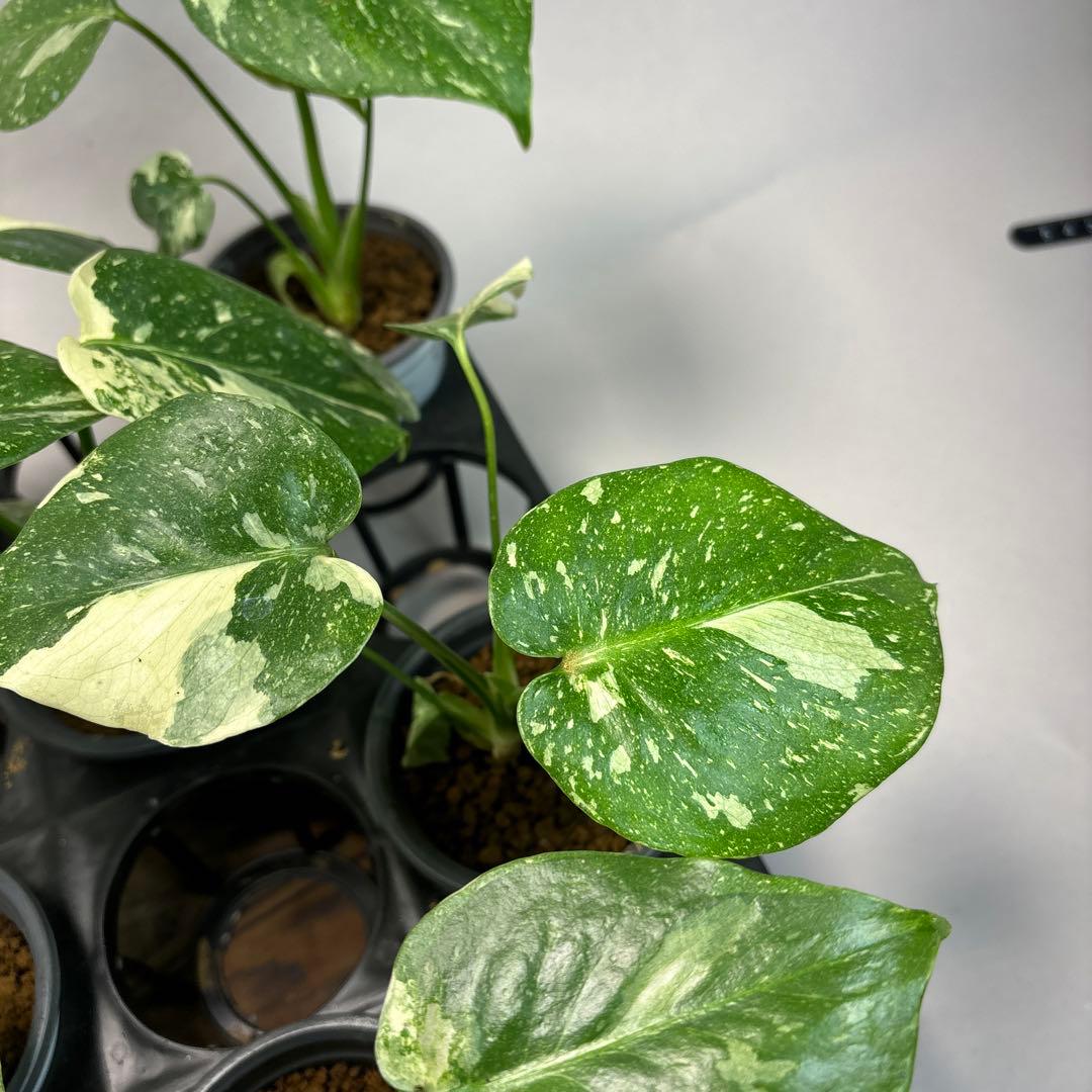 K*様 10株セットms05【特別選抜】モンステラ・タイコンステレーション 斑入