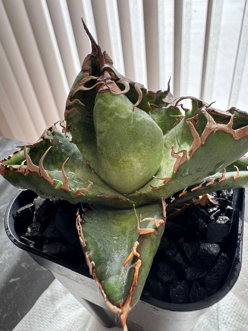 【期待株】アガベ　スーパーチタノタ　悪魔くん　BAKEMONO 子株