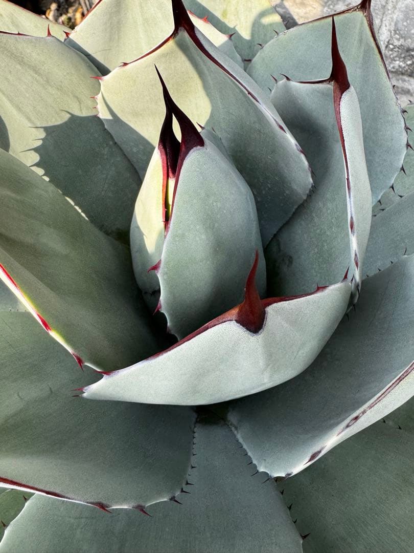 アガベ　パリー　トランカーター　ハンティントン　大株