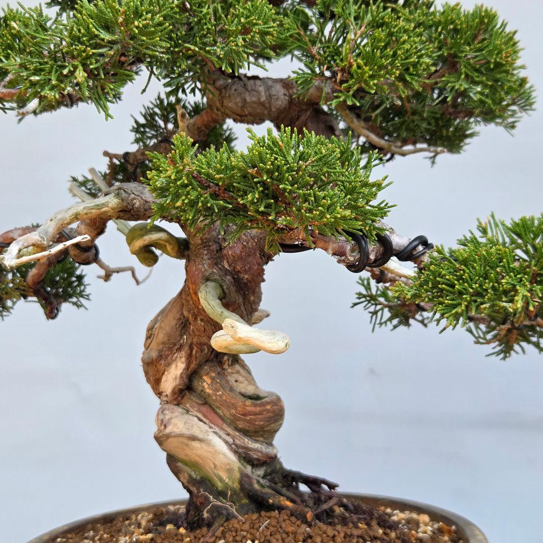 糸魚川真柏　[模様木]　中品盆栽