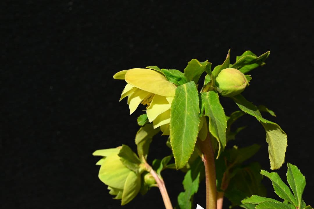 クリスマスローズ　超1級品！認定メロンゴールド　加藤農園