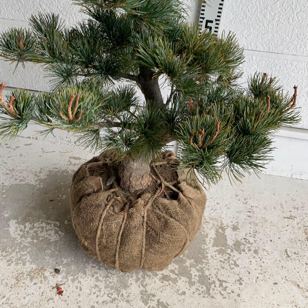 仕立て物　八房五葉松　約110cm【ゴヨウマツ/姫小松/盆栽】147019