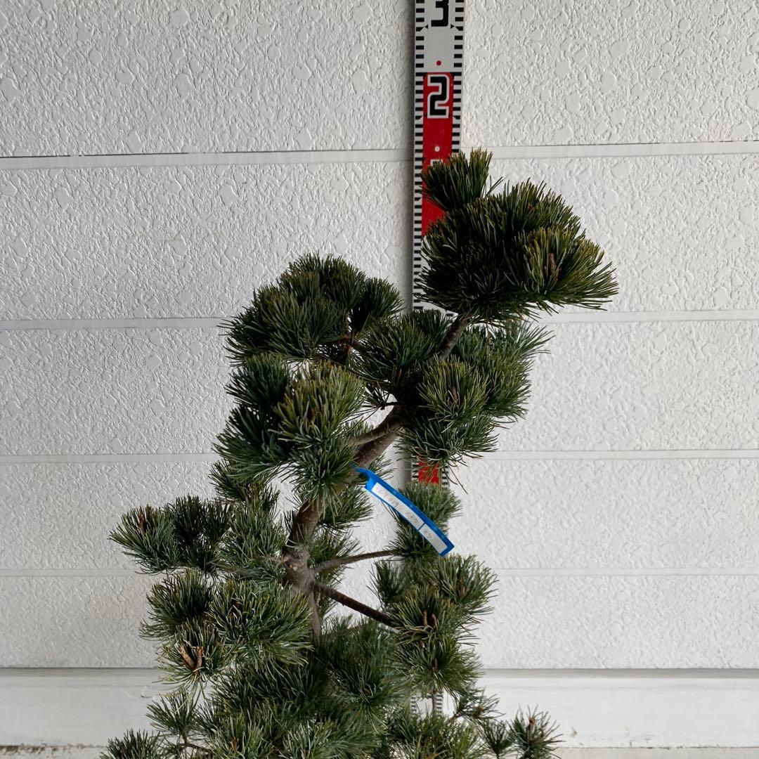 仕立て物　八房五葉松　約110cm【ゴヨウマツ/姫小松/盆栽】147019