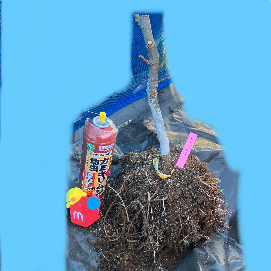 ② abc様　ゴールデンリバーサイド　シャーアンバー　親株