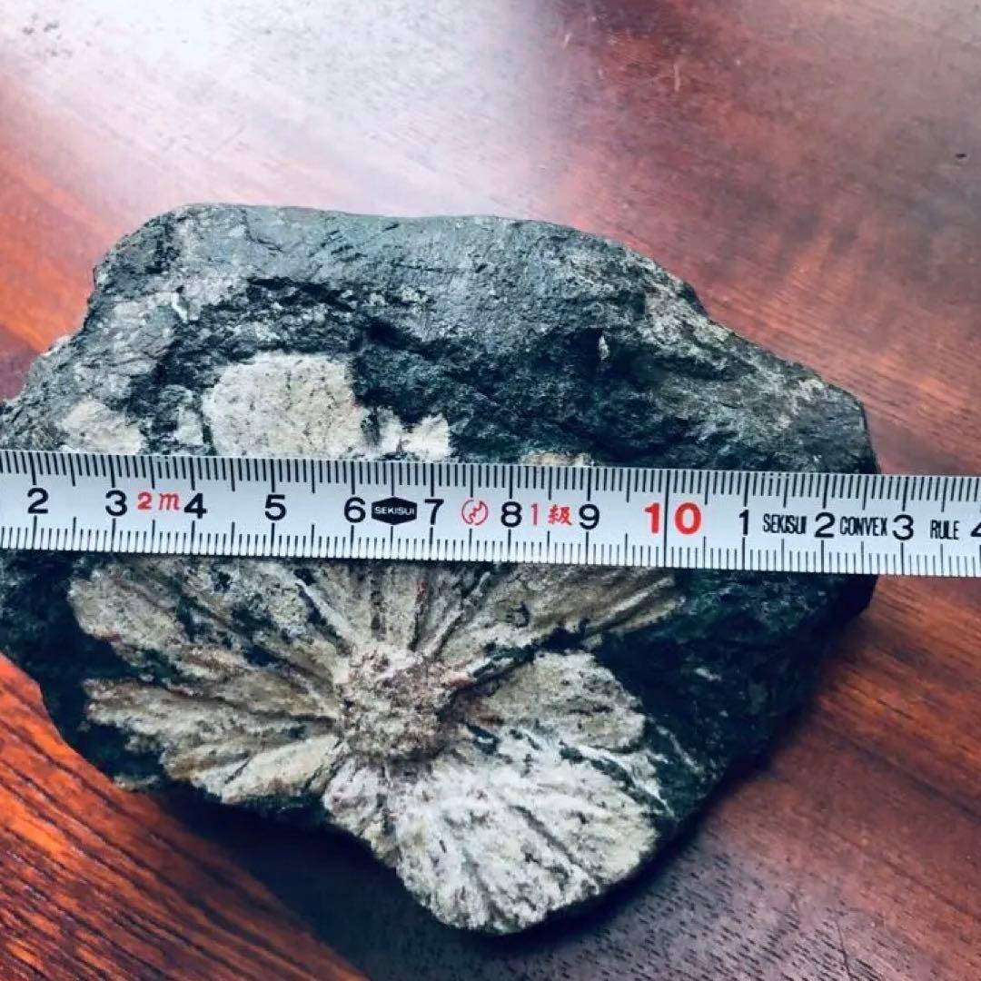 根尾谷産 菊花石｜鑑賞石・天然石｜一輪咲き・約836g