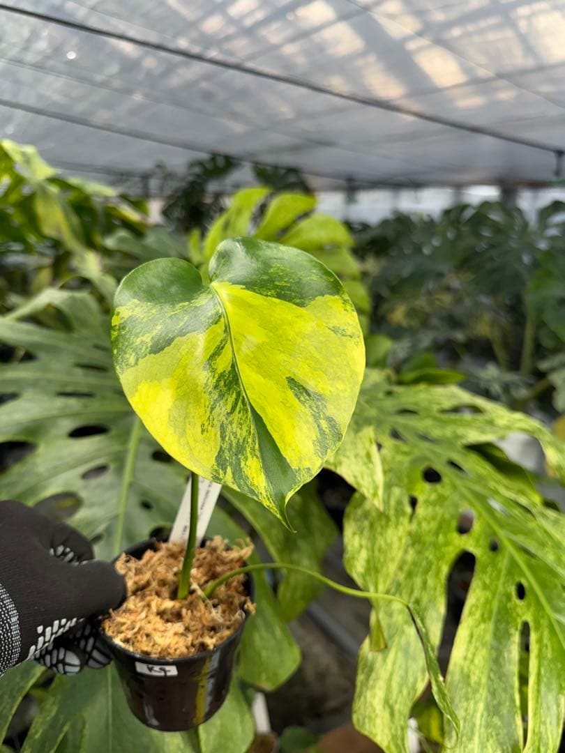 M*u様 K4モンステラ　イエローマリリン　黄斑入り