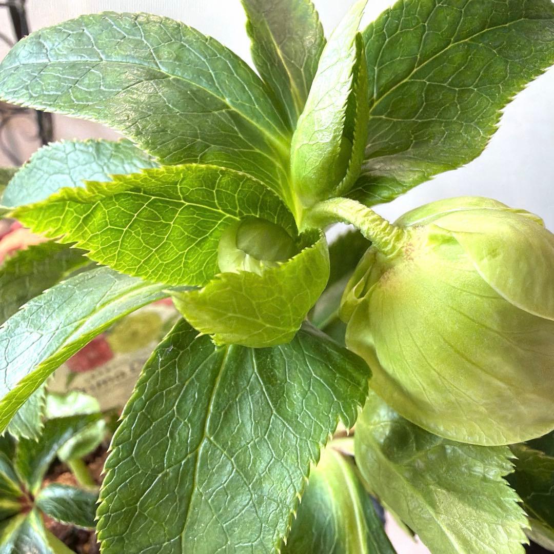 【横山園芸】クリスマスローズ プリマドレス　アンティークホワイト系《1/15》