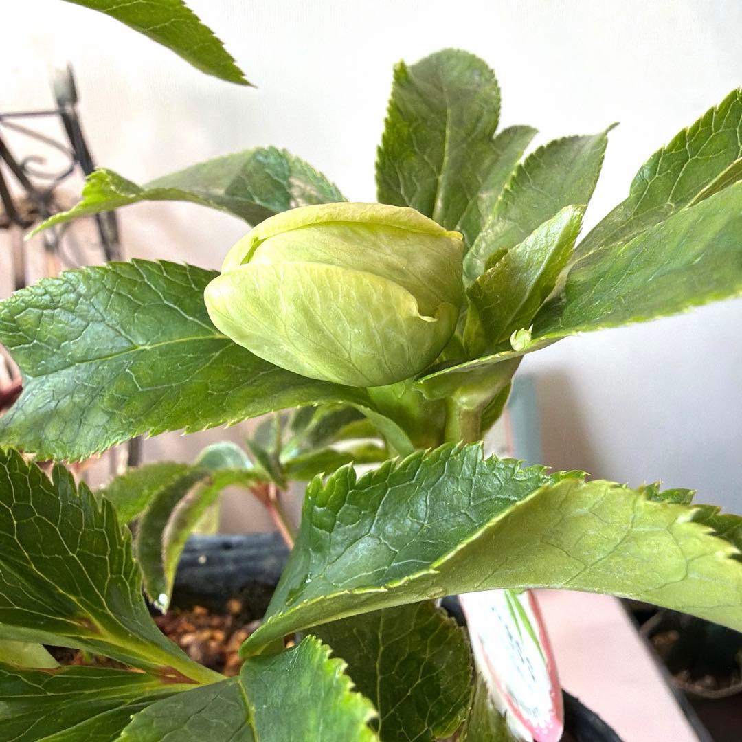 【横山園芸】クリスマスローズ プリマドレス　アンティークホワイト系《1/15》